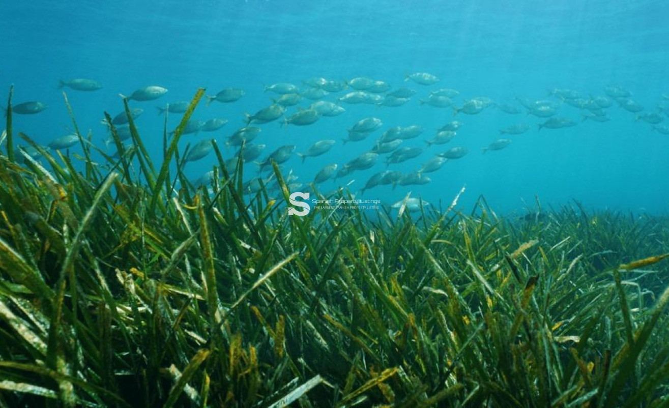 New Build - Villa - Benissa - Racó Del Galeno