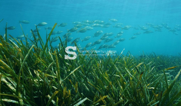 New Build - Villa - Benissa - Racó Del Galeno